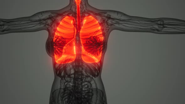 Human Lungs Radiology Exam