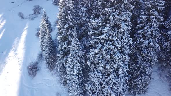 Mountain Forest Is Completely Covered with Snow