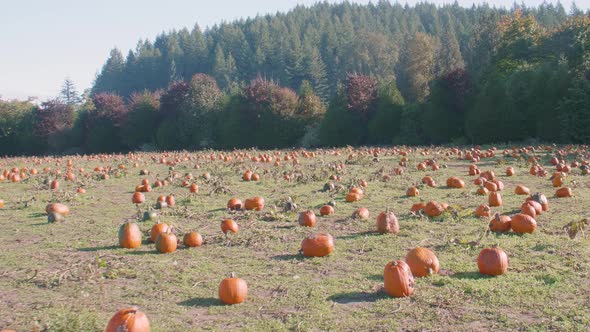 Huge Patch Of Pumpkins