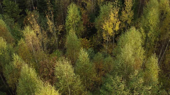 Aerial View of Forest