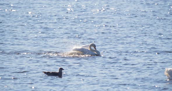4K - Swan spreads its wings on river