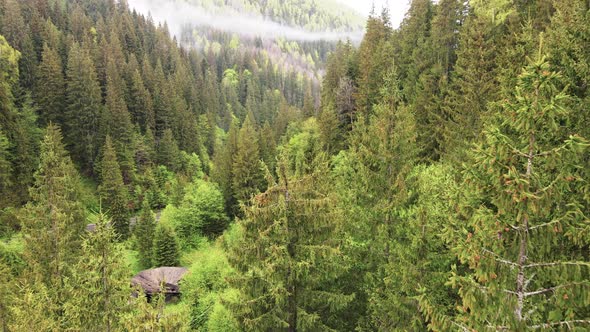 Spruce Forest. Slow Motion. Carpathian Mountains. Ukraine. Aerial.