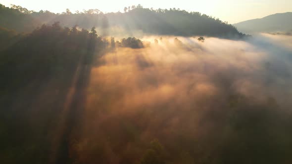 4K aerial view of foggy sunrise in the morning forest. natural background in motion.