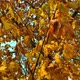 Maple Leaves are Changing Colors in the Autumn with Blur Colorful Bokeh Background - VideoHive Item for Sale