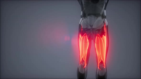 Thigh Muscles - Visible Muscle Anatomy Map alt