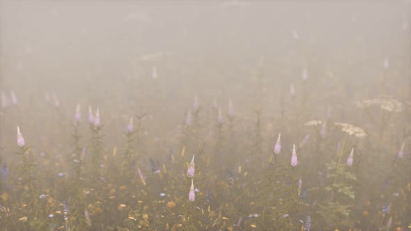 Wild Field Flowers in Deep Fog