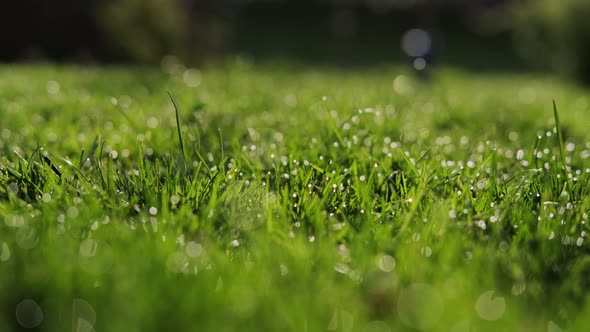 Green Grass with Dew Drops