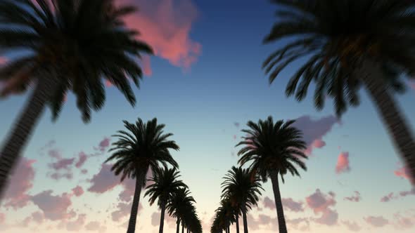Palm Trees alt