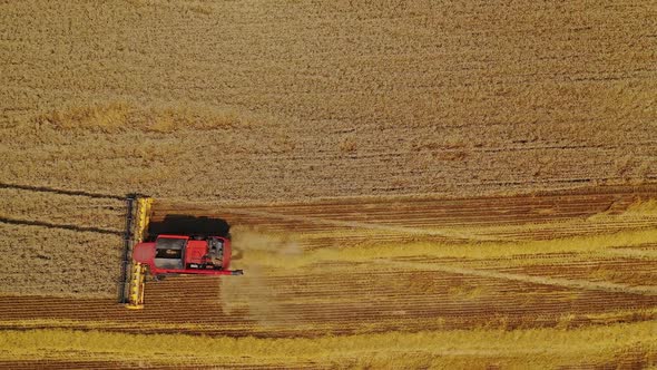 Red combine on the yellow field background. Agricultural machine is cutting blades of ripe wheat
