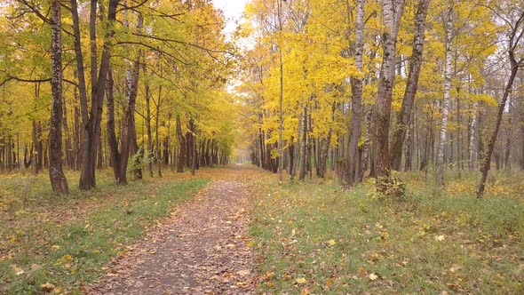 Autumn Alley In The Park Mazurino