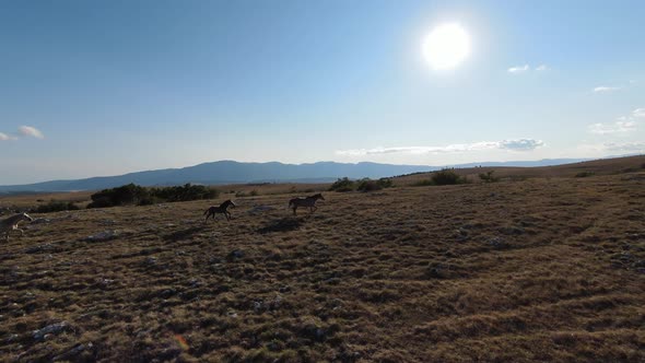 Aerial FPV Drone Shot of a Chasing and Flying Close Around Herd of Wild Horses Running on a Field at