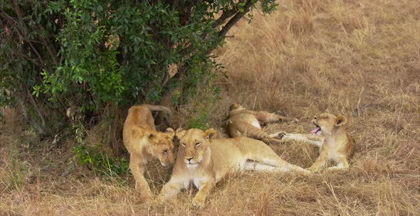 Family of lions near a tree