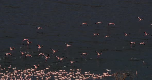 Lesser Flamingo, phoenicopterus minor, Group in Flight, Colony at Bogoria Lake in Kenya