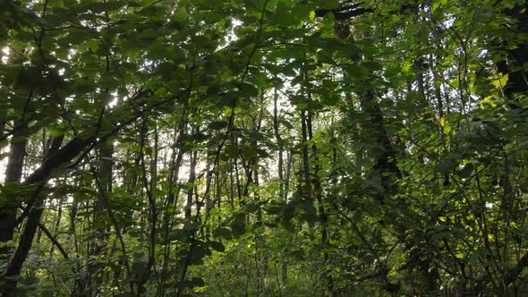 Autumn Forest with Trees By Day