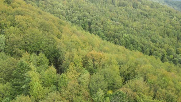 Forest in the Mountains. Aerial View of the Carpathian Mountains in Autumn. Ukraine