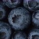 Fresh blueberries macro view, rotation - VideoHive Item for Sale