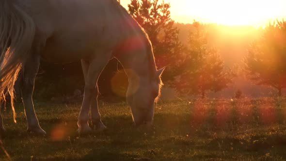 White Horse Grazes in Nature