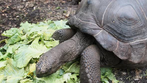 Feeding Huge Aldabra Giant Tortoise Green Leaves in Reserve Zanzibar Africa