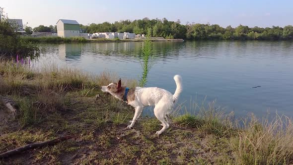 Slow motion video of young dog drying itself by shaking after swimming