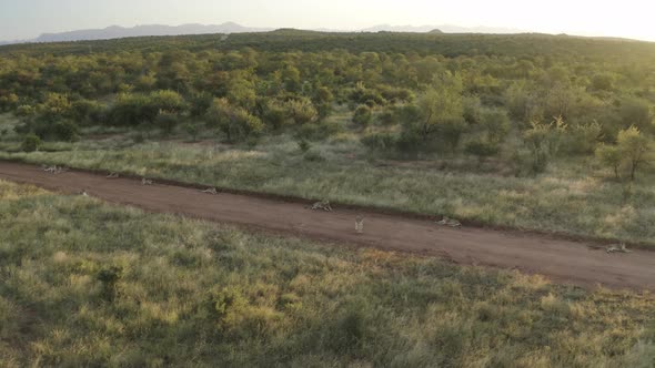 Aerial View of lions resting at sunset, Balule Nature Reserve, South Africa.