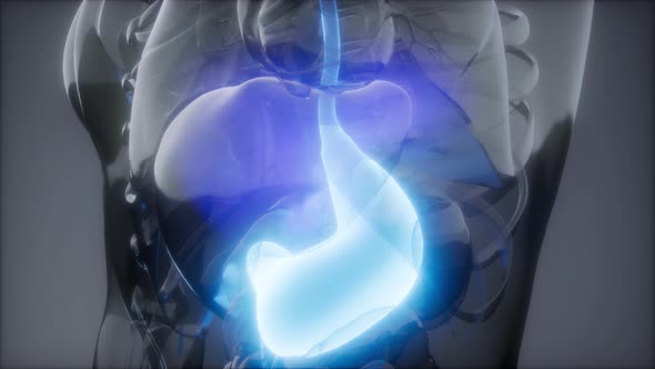 Human Stomach Radiology Exam alt