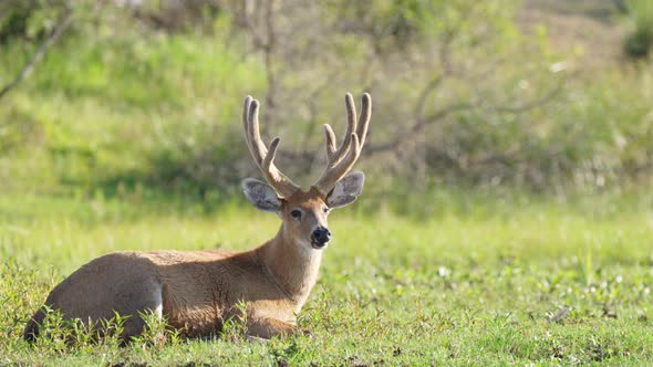 male Marsh deer, Blastocerus dichotomus, basking in sunlight lying on grass. South American wildlife