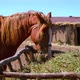 Horses Stand in a Stall in a Village - VideoHive Item for Sale