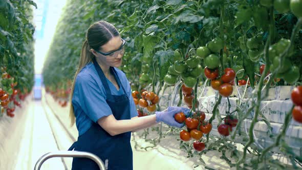 Smiling Lady Is Harvesting Tomatoes in the Glasshouse
