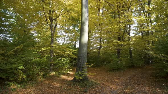 Autumn Forest with Bright Orange and Yellow Leaves