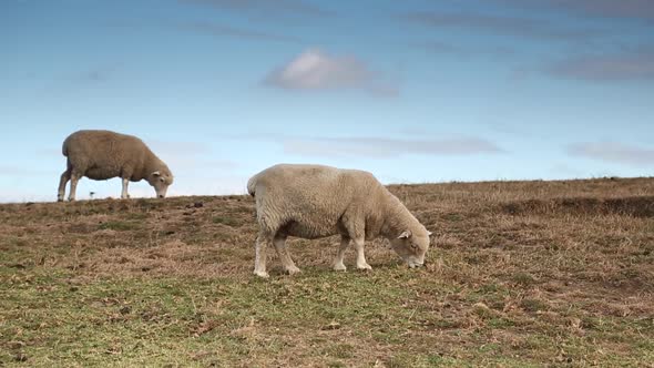 Sheep Grazing on the Field in New Zealand