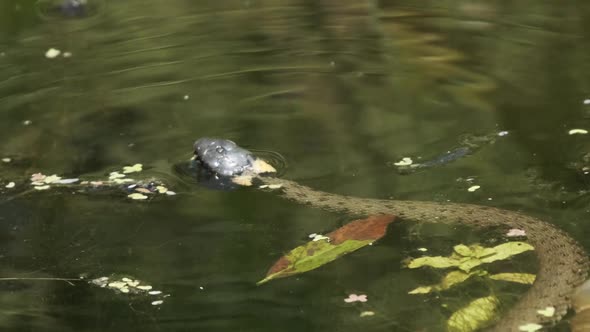 Water Snake Swims Through River of Swamp Thickets and Algae