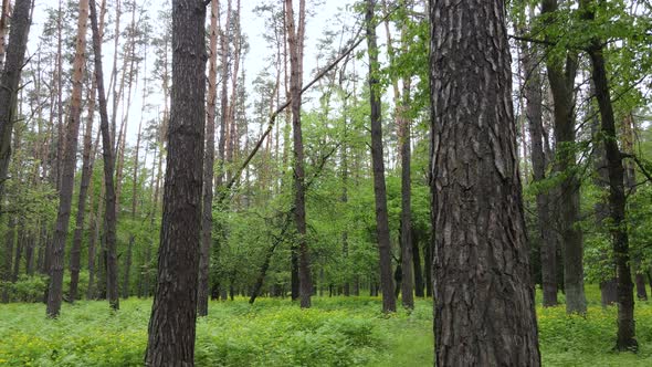 Wild Forest Landscape on a Summer Day