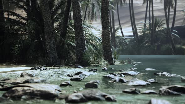 Oasis in the Middle of the Desert with a Lot of Trees alt