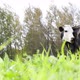 A Spotted Black and White Cow Grazes in A Pasture - VideoHive Item for Sale