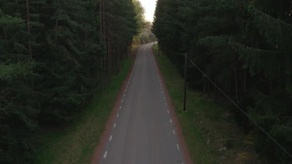 Slow fly along road that goes through coniferous forest