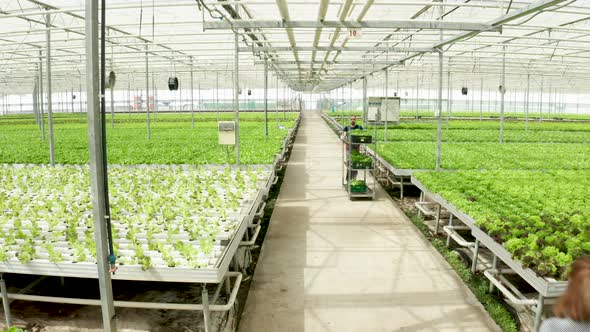 Aerial Footage in a Greenhouse with Growing Green Salad