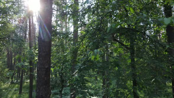 Beautiful Green Forest on a Summer Day Slow Motion