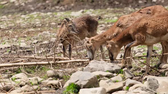 A Group of Deer Looking for Food in the Woods Wild Animals