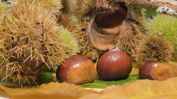 Rotation shot Fresh Chestnuts  with Hedgehog shells - Autumn concept