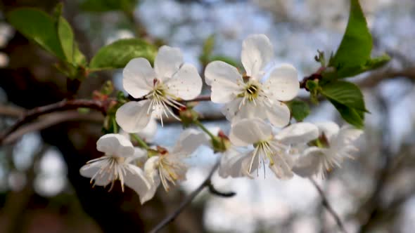 White pink cherry blossom flowers closeup sunset