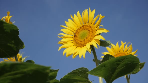 Worker bee on sunflower Helianthus annuus plant slow motion video