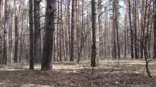 Trees in a Pine Forest During the Day Aerial View