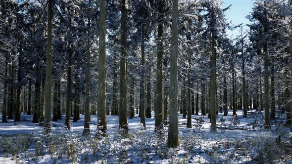 Winter Forest Landscape on a Sunset