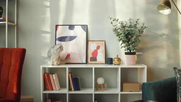 Cat Sitting on Shelf Closeup