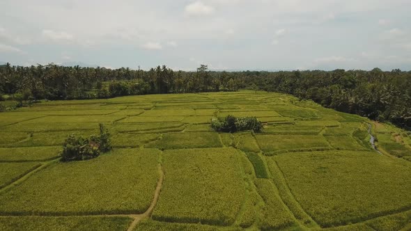 Terrace Rice Fields BaliIndonesia