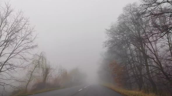 Curving Empty Asphalt Road Passing Through Foggy Pine Forest