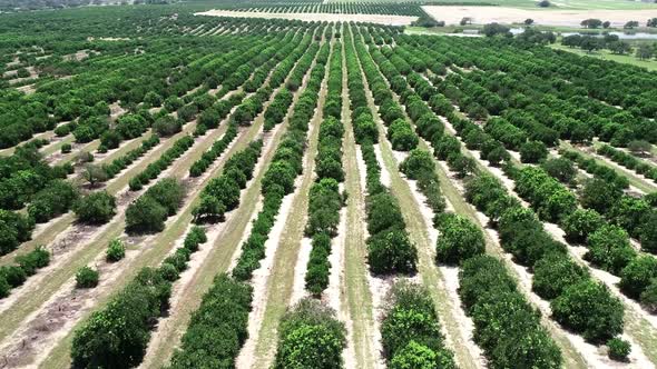 Aerial footage of orange groves and farmland in Haines City, Florida.