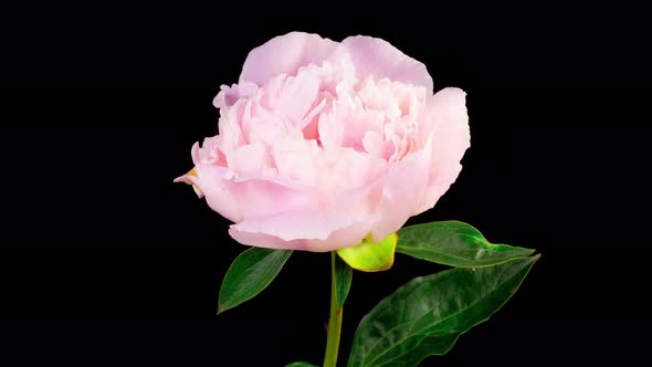 Time Lapse of Opening Beautiful White Peony Flowers