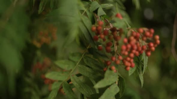 Rowan Berries and leaves filmed on a Dreamy Vintage Lens