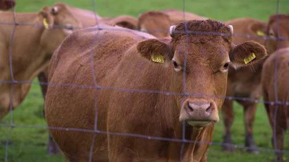 Red cow head at the green farm at the fence